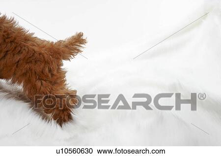 Stock Image - Young Toy Poodle on artificial fur. Fotosearch