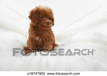 Young Toy Poodle on artificial fur View Large Photo Image Stock Image - Young Toy Poodle on artificial fur. Fotosearch