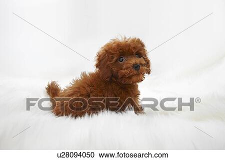 Stock Image - Young Toy Poodle on artificial fur. Fotosearch