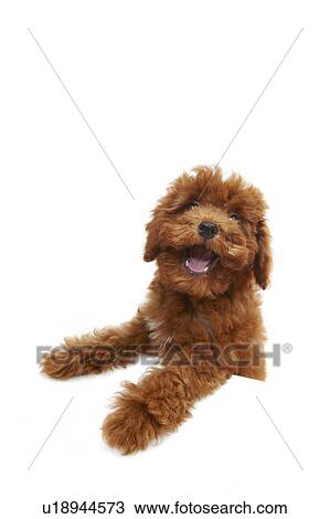 Stock Image - Young Toy Poodle. Fotosearch