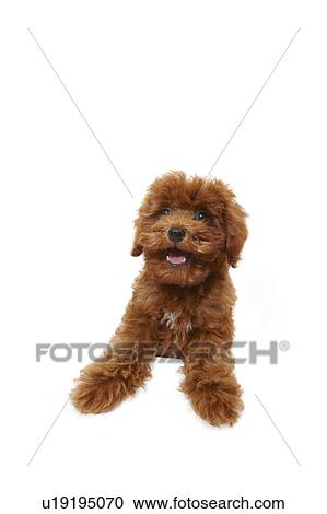 Young Toy Poodle View Large Photo Image Stock Image - Young Toy Poodle. Fotosearch