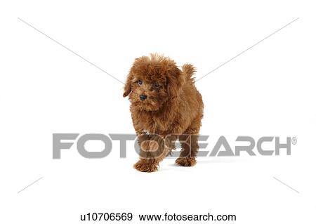 Young Toy Poodle View Large Photo Image Stock Photo - Young Toy Poodle. Fotosearch