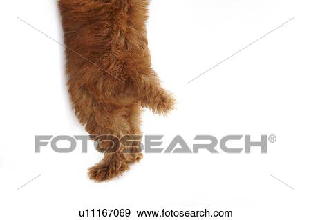 Stock Photo - Young Toy Poodle. Fotosearch