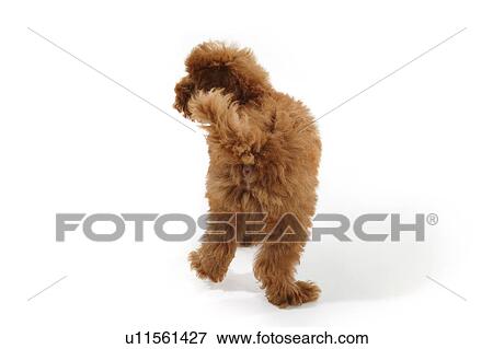 Young Toy Poodle View Large Photo Image Stock Photo - Young Toy Poodle. Fotosearch