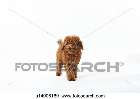 Young Toy Poodle View Large Photo Image Stock Photo - Young Toy Poodle. Fotosearch