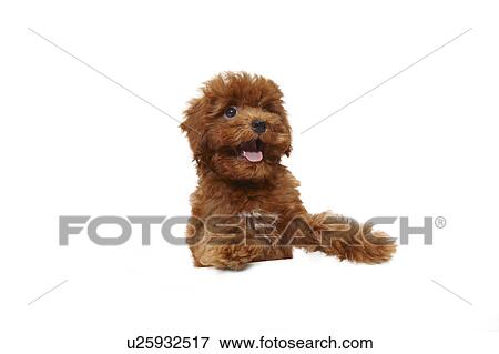 Stock Photo - Young Toy Poodle. Fotosearch