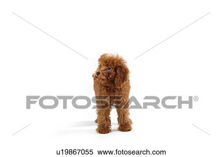 Young Toy Poodle View Large Photo Image Stock Photography - Young Toy Poodle. Fotosearch