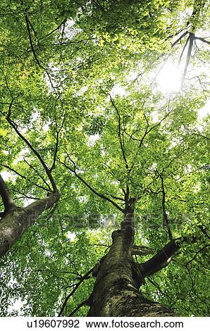 Stock Image - Zelkova Tree. Fotosearch