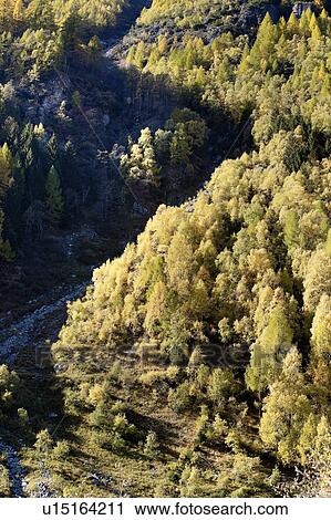 Stock Image - Aerial view of hillside of pine trees in autumn colour with curve of river bed winding through valley, Lombardy, Italy. Fotosearch