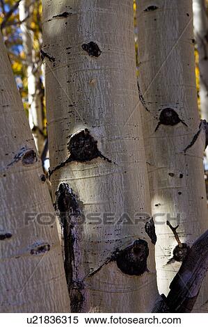 Aspen trees: detail of three silver tree trunks with knot holes, Utah View Large Photo Image Stock Photography - Aspen trees: detail of three silver tree trunks with knot holes, Utah. Fotosearch