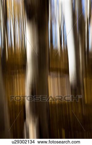 Picture - Aspen trees: detail of yellow leaves and silver trunks against blue fall sky, with motion blur, abstract effect, Utah. Fotosearch
