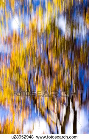 Stock Photo - Aspen trees: detail of yellow leaves and dark trunks against blue fall sky, with motion blur, abstract effect, Utah. Fotosearch