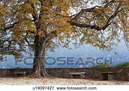 Stock Photo - Beautiful old horsechestnut tree in autumn splendour beside stone wall with town across Lake Como visible on misty fall afternoon in sunlight, Northern Italy. Fotosearch