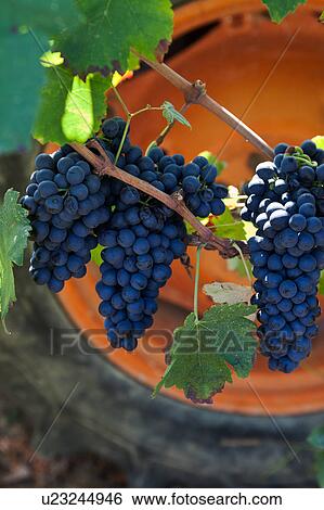 Close up view of blue grapes hanging on vine in morning sunshine ready for harvesting, with orange wheel of farm tractor in background, Umbria, Italy View Large Photo Image Stock Photograph - Close up view of blue grapes hanging on vine in morning sunshine ready for harvesting, with orange wheel of farm tractor in background, Umbria, Italy. Fotosearch