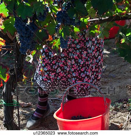 Close up view of lady harvesting grapes in morning sunshine, with colourful floral patterned dress and striped socks visible through vine, red plastic basket full of grapes on ground, Umbia, Italy View Large Photo Image Stock Image - Close up view of lady harvesting grapes in morning sunshine, with colourful floral patterned dress and striped socks visible through vine, red plastic basket full of grapes on ground, Umbia, Italy. Fotosearch