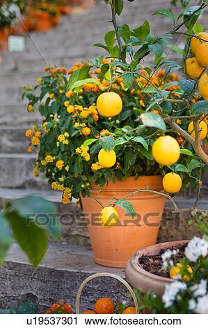 Close up view of terracotta vases of flowers and lemon trees, baskets of tomatoes arranged on the stone starcase of Palazzo del Popolo, Todi, Umbria, Italy View Large Photo Image Stock Image - Close up view of terracotta vases of flowers and lemon trees, baskets of tomatoes arranged on the stone starcase of Palazzo del Popolo, Todi, Umbria, Italy. Fotosearch