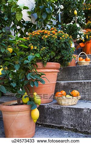 Close up view of terracotta vases of flowers and lemon trees, baskets of tomatoes arranged on the stone starcase of Palazzo del Popolo, Todi, Umbria, Italy View Large Photo Image Stock Image - Close up view of terracotta vases of flowers and lemon trees, baskets of tomatoes arranged on the stone starcase of Palazzo del Popolo, Todi, Umbria, Italy. Fotosearch