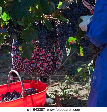 Stock Photo - Close up view of two ladies harvesting grapes in morning sunshine, one with blue dress and headscarf, the other opposite in colourful floral patterned dress and striped socks, red plastic baskets full of grapes on ground, Umbia, Italy. Fotosearch
