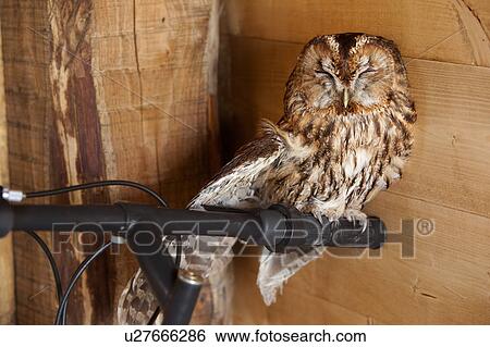 Stock Photograph - Close up view of wild tawny owl perching on handlebars of bicycle inside wooden barn, Umbria, Italy. Fotosearch