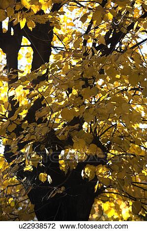 Closeup of beech tree backlit in autumn with golden leaves set against blue sky and black tree trunk, Lombardy, Northern Italy View Large Photo Image Stock Image - Closeup of beech tree backlit in autumn with golden leaves set against blue sky and black tree trunk, Lombardy, Northern Italy. Fotosearch