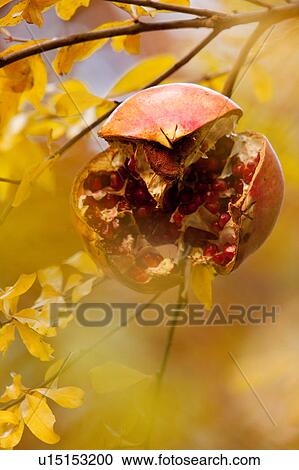 Closeup of pomegranate on tree, splitting to show red seeds inside, leaves yellow in autumn framing single fruit, Italy View Large Photo Image Stock Image - Closeup of pomegranate on tree, splitting to show red seeds inside, leaves yellow in autumn framing single fruit, Italy. Fotosearch