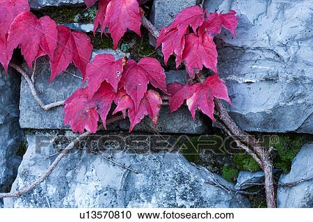 Stock Image - Closeup of vivid red ivy leaves growing up grey stone wall in linear arrangement, autumn, Italy. Fotosearch