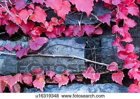 Stock Photo - Closeup of vivid red ivy leaves growing up grey stone wall in linear arrangement, autumn, Italy. Fotosearch