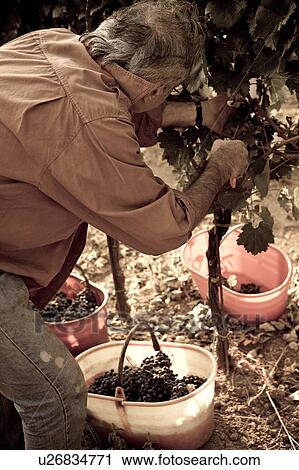 Desaturated view from rear, of man cutting bunches of grapes hanging on vine, hands holding secateurs visible, close up, "antique faded" image, Italy View Large Photo Image Stock Image - Desaturated view from rear, of man cutting bunches of grapes hanging on vine, hands holding secateurs visible, close up, "antique faded" image, Italy. Fotosearch