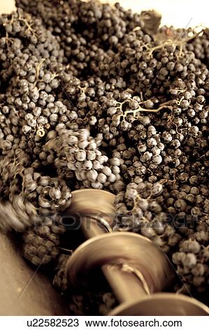Desaturated view of bunches of grapes in machine to strip stems, with motion blur of metal stripper visible, "antique faded" image, Italy View Large Photo Image Stock Image - Desaturated view of bunches of grapes in machine to strip stems, with motion blur of metal stripper visible, "antique faded" image, Italy. Fotosearch