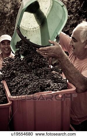 Desaturated view of man emptying basket of grapes onto tractor, smiling man visible in background beside vines, "antique faded" image, Italy View Large Photo Image Stock Image - Desaturated view of man emptying basket of grapes onto tractor, smiling man visible in background beside vines, "antique faded" image, Italy. Fotosearch