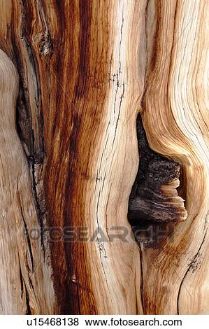 Stock Photo - Detail of Bristlecone pine tree trunk, with abstract pattern formation of bark, Sierra Nevada. Fotosearch
