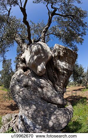 Detail view of ancient olive tree from below, showing gnarled and massive trunk, and foliage above, with blue sky, sunny spring afternoon, Salento, Puglia, Southern Italy View Large Photo Image Stock Image - Detail view of ancient olive tree from below, showing gnarled and massive trunk, and foliage above, with blue sky, sunny spring afternoon, Salento, Puglia, Southern Italy. Fotosearch