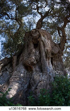 Stock Photo - Detail view of ancient olive tree from below, showing gnarled and massive trunk, and foliage above, with blue sky, sunny spring afternoon, Salento, Puglia, Southern Italy. Fotosearch