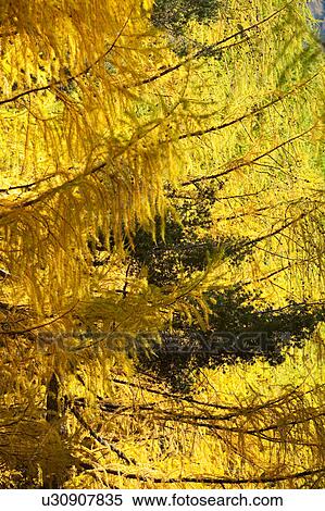 Detail view of branches of pine trees overlapping in colours of yellow and green - autumn in Northern Italy View Large Photo Image Stock Photography - Detail view of branches of pine trees overlapping in colours of yellow and green - autumn in Northern Italy. Fotosearch