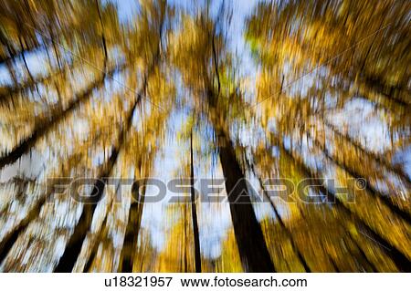Italian pine trees in autumn, golden foliage and black tree trunks, shown with motion blur to create abstract patter against blue sky View Large Photo Image Stock Photo - Italian pine trees in autumn, golden foliage and black tree trunks, shown with motion blur to create abstract patter against blue sky. Fotosearch