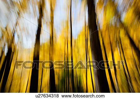 Italian pine trees in autumn, golden foliage and black tree trunks, shown with motion blur to create abstract patter against blue sky View Large Photo Image Stock Photo - Italian pine trees in autumn, golden foliage and black tree trunks, shown with motion blur to create abstract patter against blue sky. Fotosearch