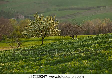 Stock Photo - Landscape view of fields, foreground planted with broad beans, trees and hills in distance, sunny spring afternoon, Umbria, Italy,. Fotosearch