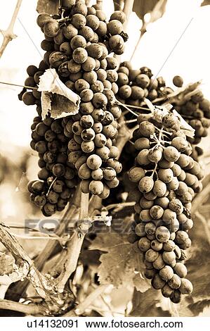 Stock Image - Monochrome close up view of bunches of grapes hanging on vine, "antique " faded image, Italy. Fotosearch