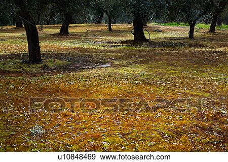 Olive grove: rows of trees with orange -brown carpet of moss saturated with colour on overcast spring day, Salento, Puglia, Southern Italy View Large Photo Image Stock Photo - Olive grove: rows of trees with orange -brown carpet of moss saturated with colour on overcast spring day, Salento, Puglia, Southern Italy. Fotosearch