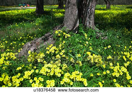 Stock Photo - Olive grove with carpet of yellow spring flowers, detail of tree trunk, colourful tractor in background, sunny spring morning, Salento, Puglia, Southern Italy. Fotosearch