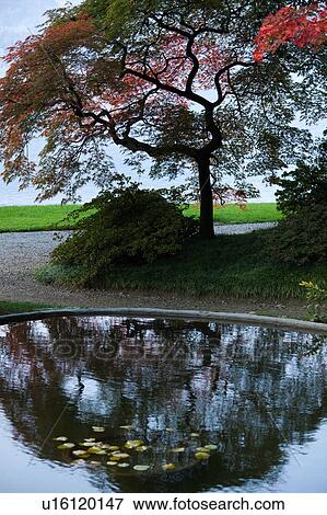 Ornamental gardens of Villa Melzi with path beside pond with water lilies, Japanese maple trees with autumn foliage reflected in water, sunlit afternoon, Lake Como, Northern Italy View Large Photo Image Stock Photo - Ornamental gardens of Villa Melzi with path beside pond with water lilies, Japanese maple trees with autumn foliage reflected in water, sunlit afternoon, Lake Como, Northern Italy. Fotosearch