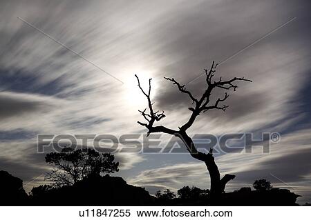Panorama Point, Utah, at night with single dead tree outlined against dramatic blue sky with clouds in motion lit by full moon, with mountain range beyond View Large Photo Image Stock Photography - Panorama Point, Utah, at night with single dead tree outlined against dramatic blue sky with clouds in motion lit by full moon, with mountain range beyond. Fotosearch