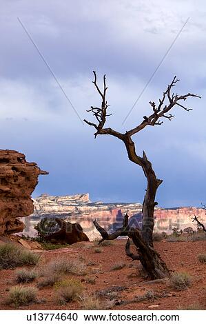 Panorama Point, Utah, at sunset with single dead tree outlined against dramatic grey-blue sunlit sky, with red rock mountain range beyond View Large Photo Image Stock Image - Panorama Point, Utah, at sunset with single dead tree outlined against dramatic grey-blue sunlit sky, with red rock mountain range beyond. Fotosearch