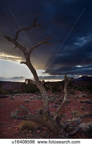 Stock Photo - Panorama Point, Utah, at sunset with single dead tree outlined against dramatic blue-indigo sunlit sky, with mountain range beyond. Fotosearch