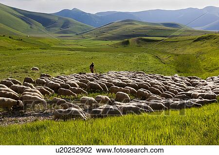 Stock Image - Panorama view of herd of sheep with shepherd in Piano Grande meadow, surrounded by mountains, late afternoon spring sunshine and blue sky, Umbria, Italy. Fotosearch