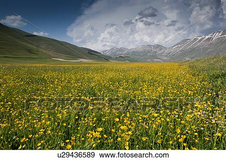 Panorama view of Piano Grande, with wild flowers in meadow, and snow-capped mountains with hilltop town of Castelluccio in background, sunny spring afternoon, dramatic clouds, Umbria, Italy View Large Photo Image Stock Photo - Panorama view of Piano Grande, with wild flowers in meadow, and snow-capped mountains with hilltop town of Castelluccio in background, sunny spring afternoon, dramatic clouds, Umbria, Italy. Fotosearch