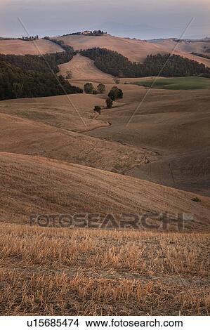 Picture - Rolling hills of Tuscany near Siena, with golden harvested fields in early evening. Fotosearch
