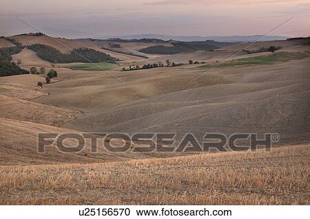 Rolling hills of Tuscany near Siena, with golden harvested fields in early evening View Large Photo Image Stock Image - Rolling hills of Tuscany near Siena, with golden harvested fields in early evening. Fotosearch