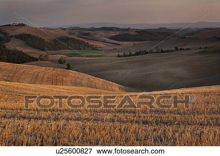 Rolling hills of Tuscany near Siena, with golden harvested fields in early evening View Large Photo Image Stock Photo - Rolling hills of Tuscany near Siena, with golden harvested fields in early evening. Fotosearch