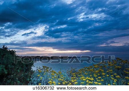 Sandy beach and rocky coastline of shore near Brindisi, with yellow wild flowers in foreground, calm sea, and stormy skyscape at sunset, Puglia, Southern Italy View Large Photo Image Stock Image - Sandy beach and rocky coastline of shore near Brindisi, with yellow wild flowers in foreground, calm sea, and stormy skyscape at sunset, Puglia, Southern Italy. Fotosearch
